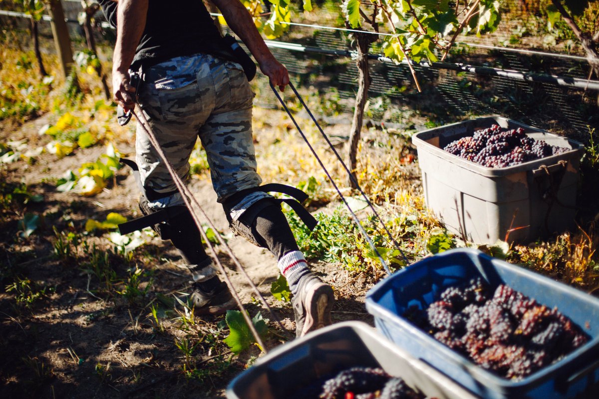 Finishing off intense days of harvest in our vineyards. Now that all the juice has been pressed it is time to wait for fermentation and ageing of our Haywire portfolio. Ge ready for exciting new wines!