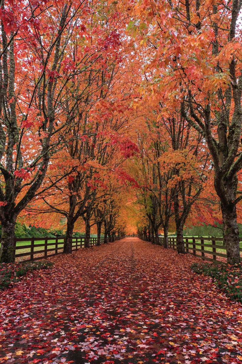 Discovery's tweet photo. Path to fall.🍂

Caption + Photo: Mark Bouldoukian (@markian.b/IG) https://t.co/2GkJBdE0OL