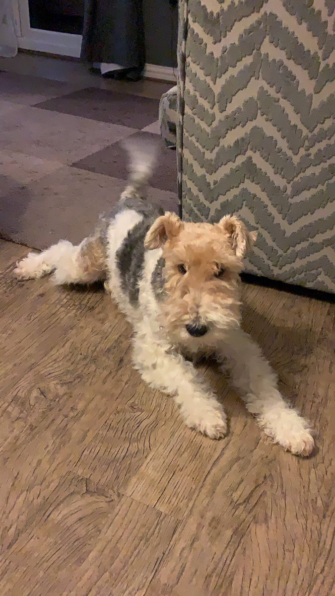 NWirefoxterrier's tweet photo. 💙🐶🐾Hullo frens, I is Ned, a Goodest Boy and wud like to hannounce dat #IHaveWonPennsylvania.  🐾🐶💙. https://t.co/ISxqsJg08a