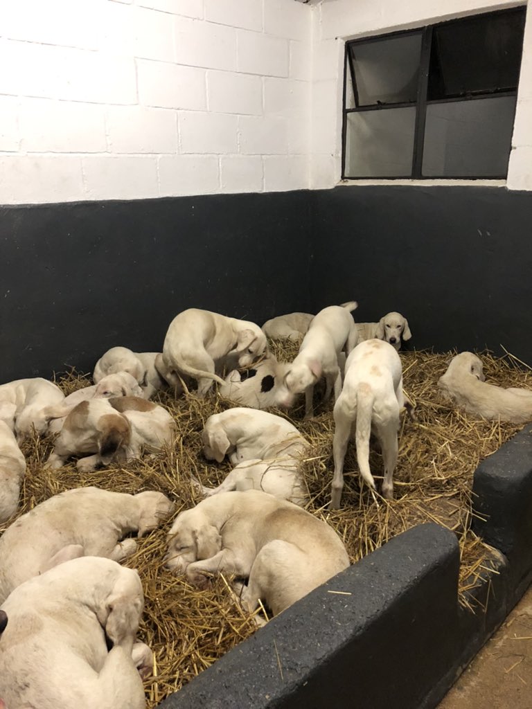 spunk75's tweet image. A lovely comfy bed after a hard day on the trails! Let’s hope the lockdown isn’t as long as the last one!