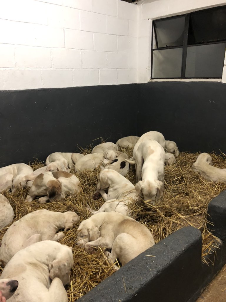 spunk75's tweet image. A lovely comfy bed after a hard day on the trails! Let’s hope the lockdown isn’t as long as the last one!