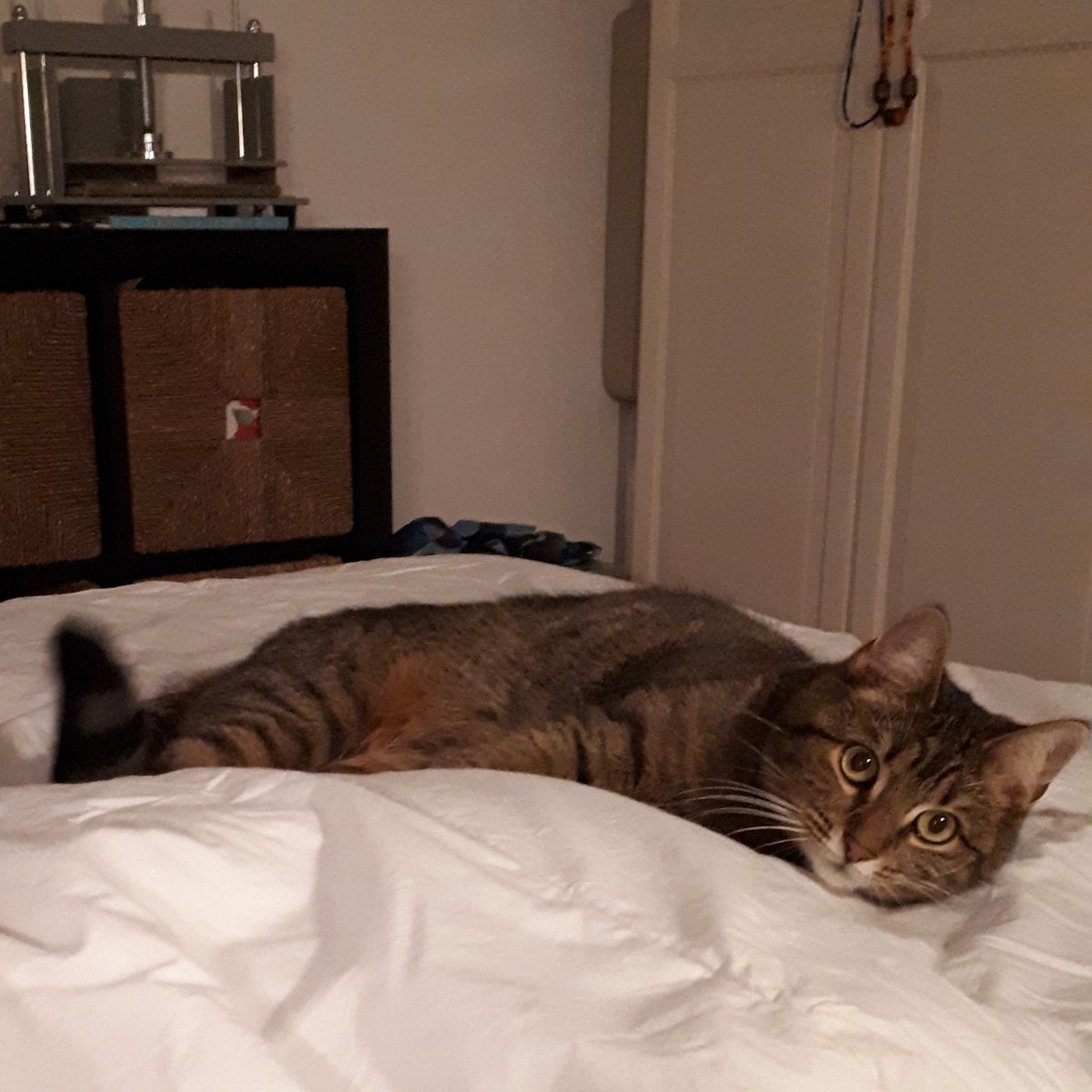 Heldinne's tweet photo. Frija is ook blij
#winterdekbed
#kattenspam https://t.co/zaJVuegMYr