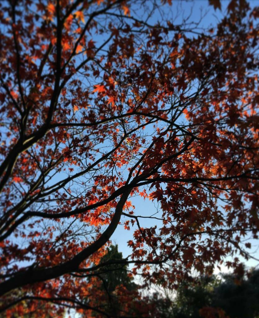 soshanau's tweet photo. Love this fiery red Japanese maple tree 🍁 I’ve collected some seeds in the hope I might be able to grow a bonsai tree 🤞🏻🌳 #bonsaitree #bonsai #japanesemapletree #japanesemaple #acer #acerjaponicum #lookup #autumnsun #autumnsunshine #autumn #autumnvib… https://t.co/7deVvl9aPE https://t.co/mvucnNRXDe