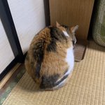 猫のこの角度が好きな方は挙手してくださいっ!丸まってる背中が可愛い…