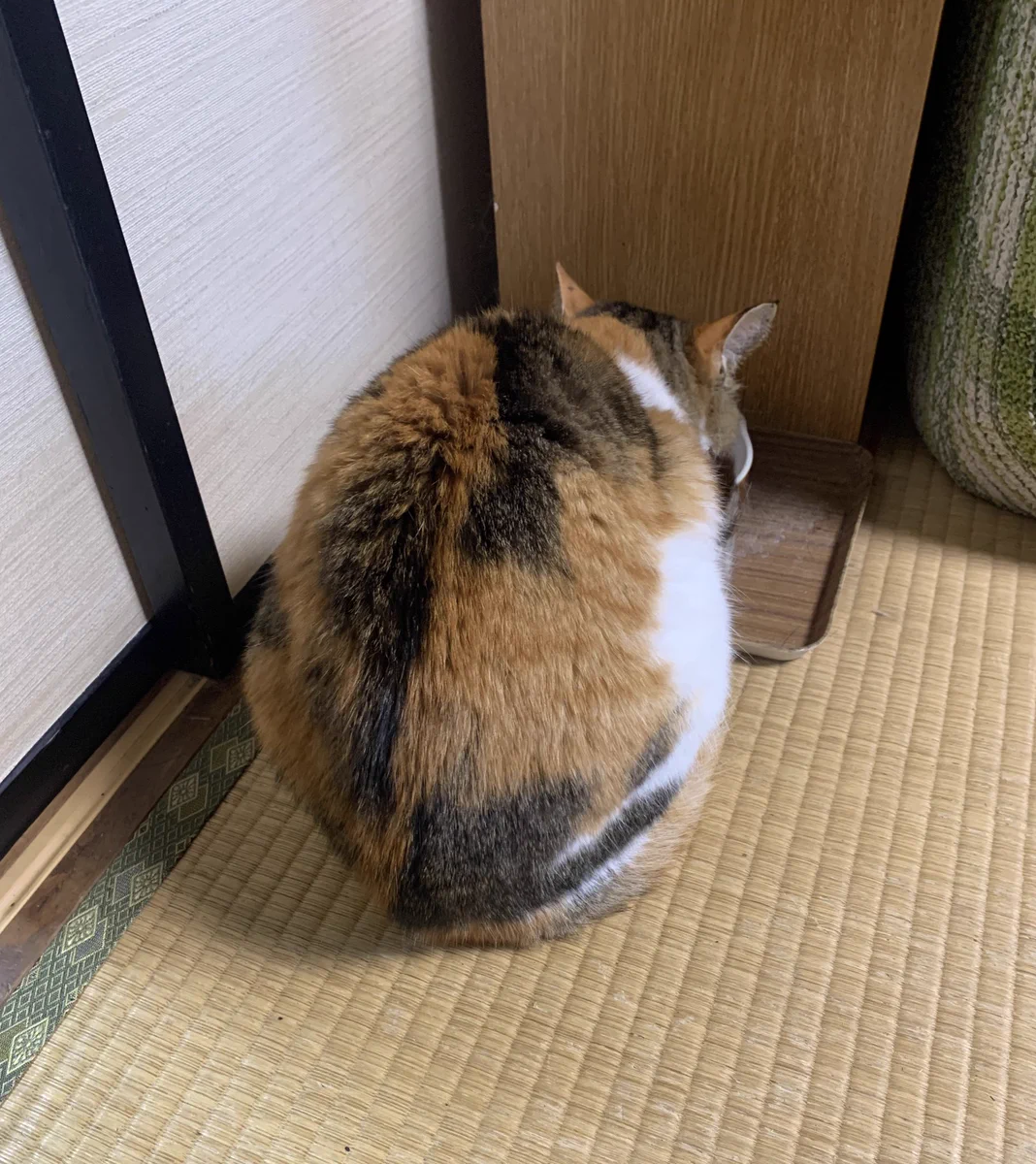 猫のこの角度が好きな方は挙手してくださいっ！丸まってる背中が可愛い…