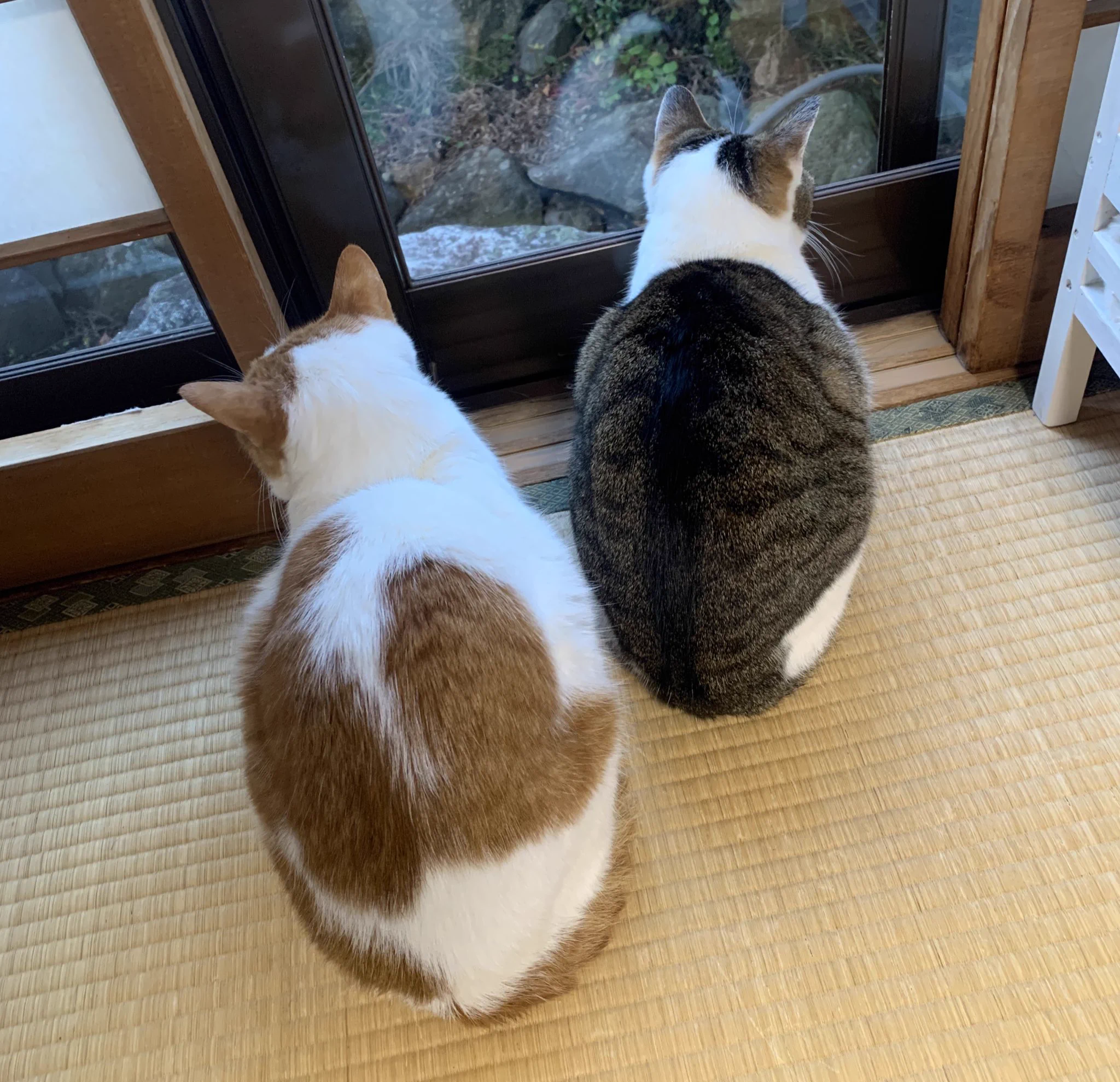 猫のこの角度が好きな方は挙手してくださいっ！丸まってる背中が可愛い…