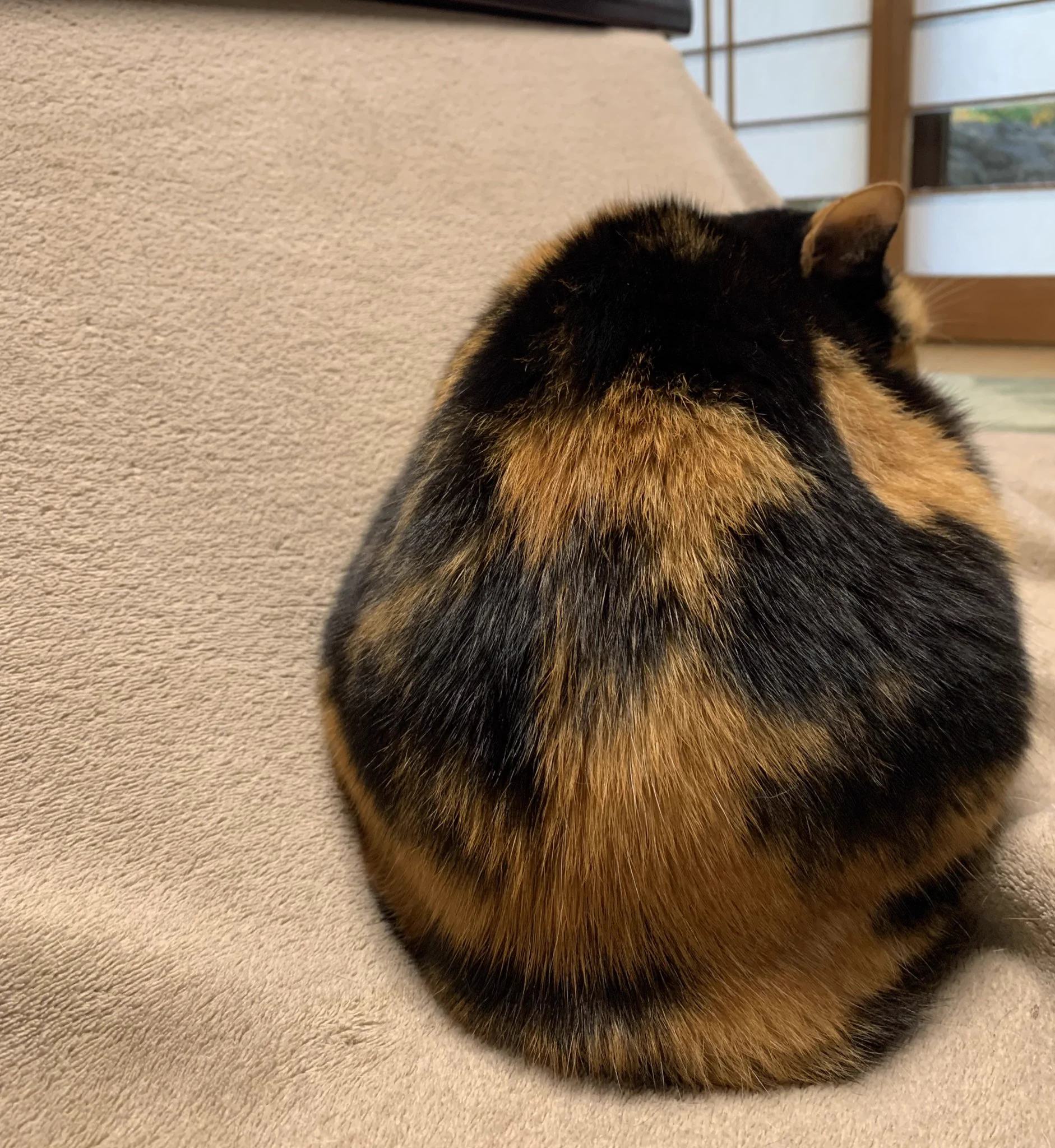 猫のこの角度が好きな方は挙手してくださいっ！丸まってる背中が可愛い…
