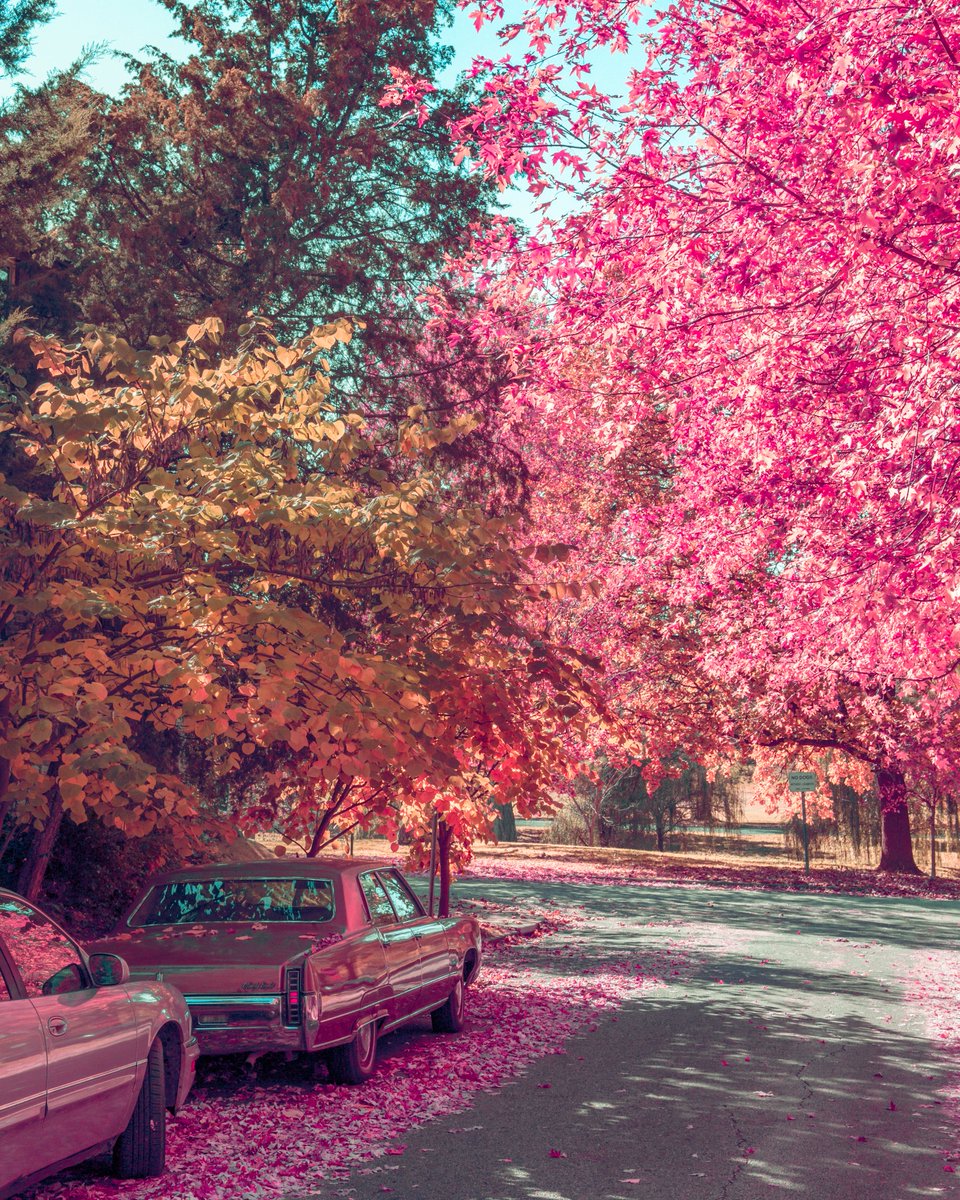 ArtisticVisuals's tweet photo. the season's changing https://t.co/4O7fXCfwxU