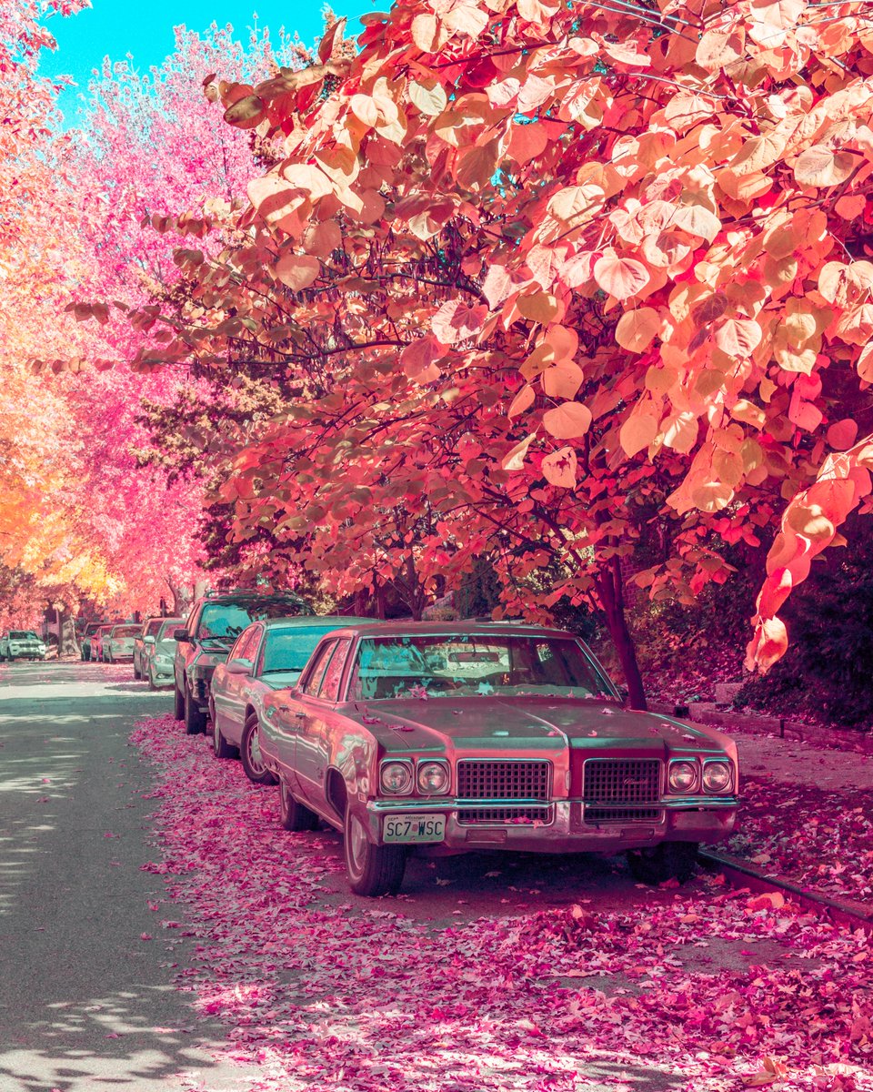 ArtisticVisuals's tweet photo. the season's changing https://t.co/4O7fXCfwxU