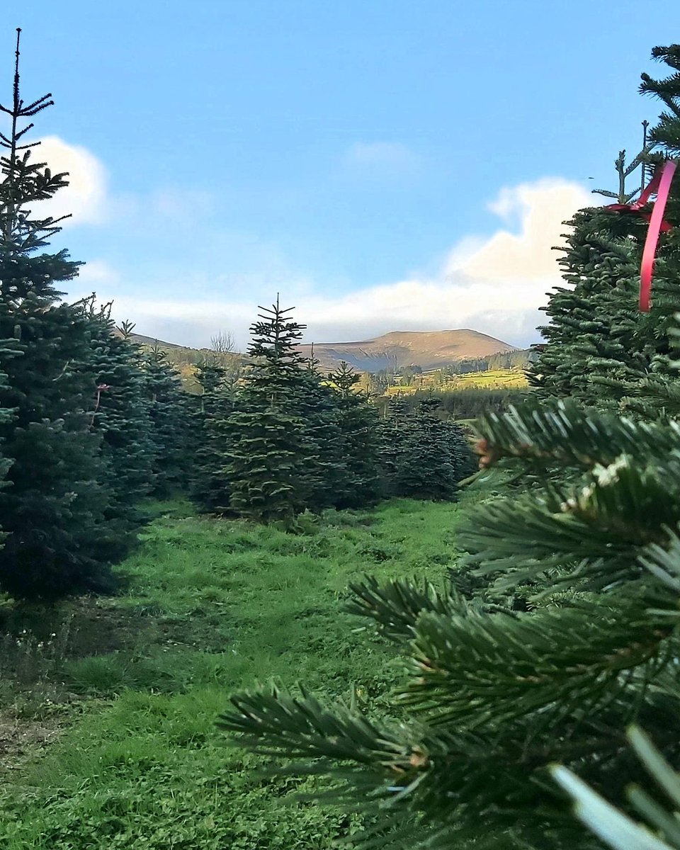 Caplice Xmas Trees tweet media