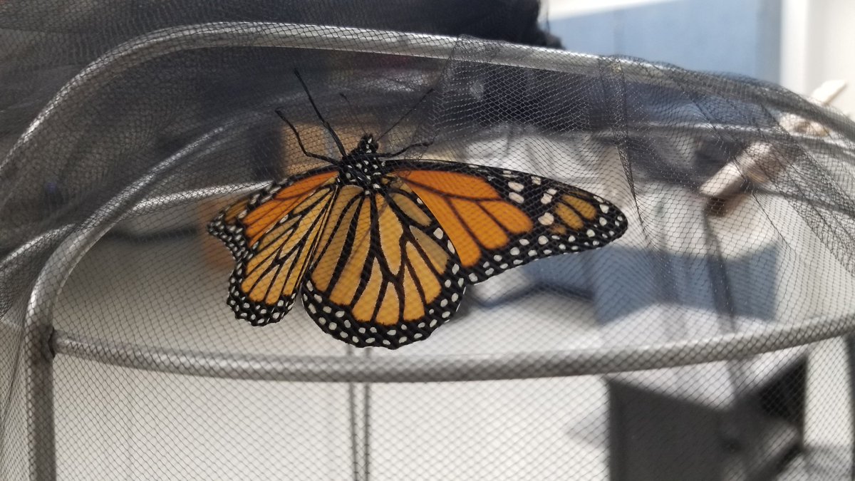 TC_AART's tweet photo. @TerraCentreES welcomed its newest member! 🦋🐯 G2 Ss are working to answer the driving question: How can you, as a concerned citizen, educate your community on what people can do to protect Monarchs and the milkweed community? #fcpsPBL #TigersLoveMonarchs @FCPSScience @FCPS_ISD https://t.co/wSUC92l5ns