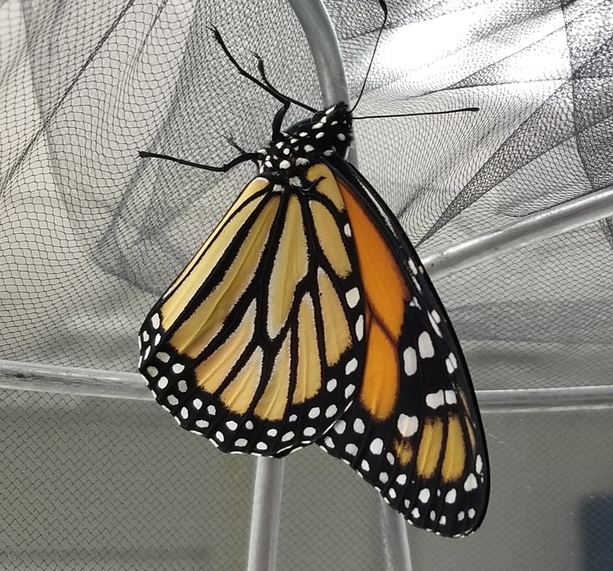 TC_AART's tweet photo. @TerraCentreES welcomed its newest member! 🦋🐯 G2 Ss are working to answer the driving question: How can you, as a concerned citizen, educate your community on what people can do to protect Monarchs and the milkweed community? #fcpsPBL #TigersLoveMonarchs @FCPSScience @FCPS_ISD https://t.co/wSUC92l5ns