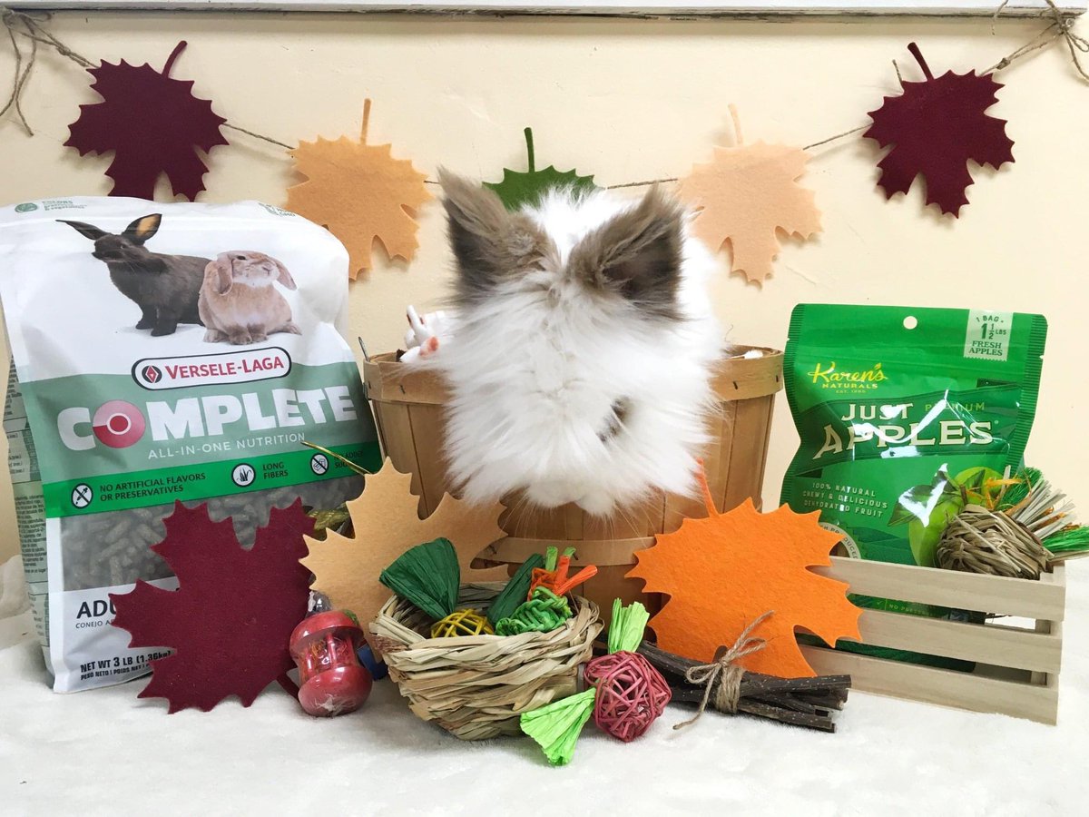 HouseRabbit's tweet photo. Happy hoppin' harvest everybunny!🍁 Shop our November Hop Shop specials now: https://t.co/pONeA1qhZK

This month, we're celebrating the changing of the season with toys and treats that are perfect for a celebratory harvest feast. 🍎 https://t.co/fOc7rVHeKp