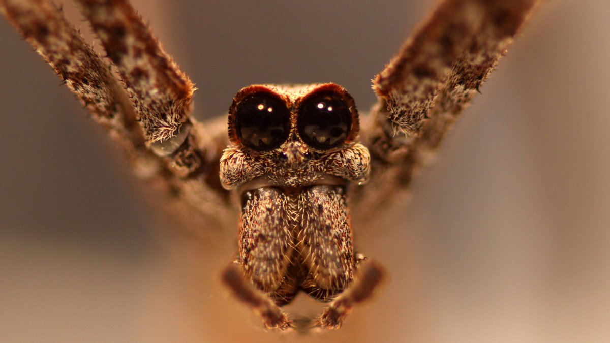 OceanscapeNet's tweet photo. Ogre-faced spiders, even without ears, ‘hear’ their prey, study finds https://t.co/qjku9MMSJl https://t.co/lOiZ3NyNVs