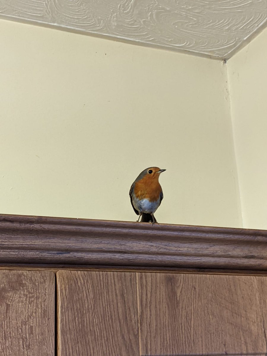 I was shying away from updates but it's been a long day so you can have a little bit of Pablo as a treat.