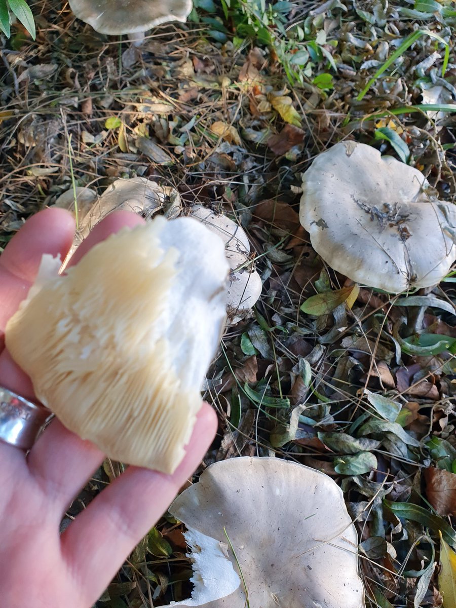oskuhus's tweet photo. @johnmushroom what are these and are they edible? https://t.co/0FhU83F6HO
