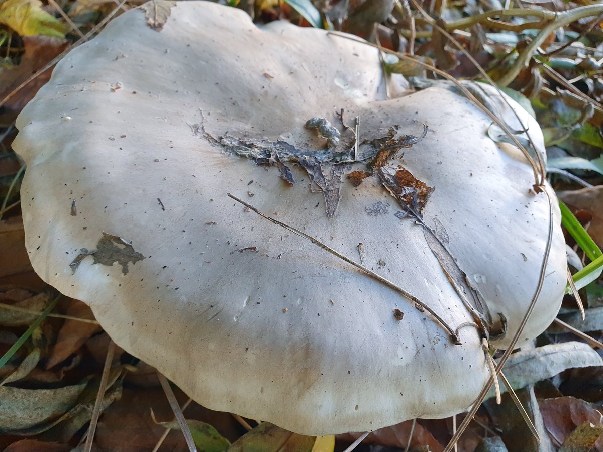 oskuhus's tweet photo. @johnmushroom what are these and are they edible? https://t.co/0FhU83F6HO