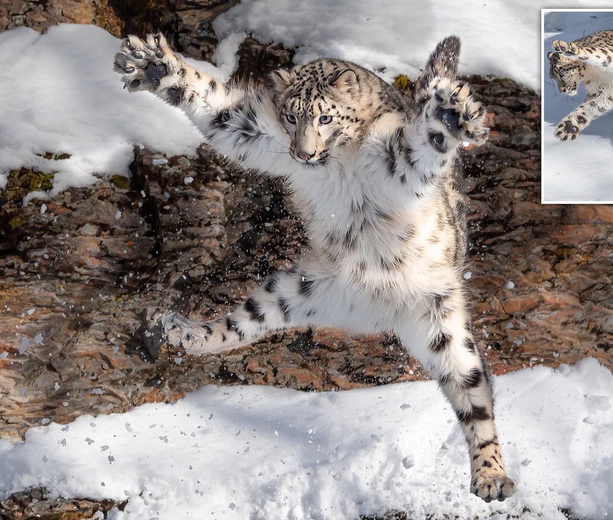 Snow leopards have really powerful legs and can leap as far as 50 feet. Vertically they’re able to jump about 20 feet.