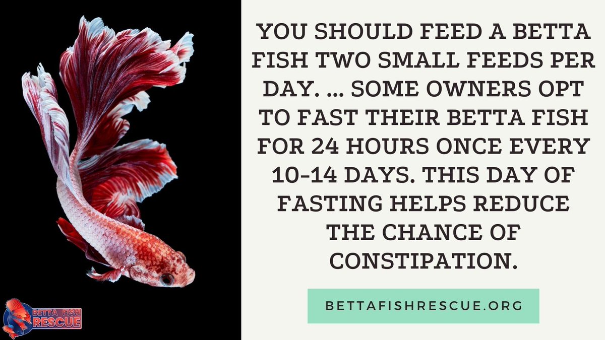 bettafrescue's tweet photo. How often do you feed your betta fish? We typically feed our bettas twice a day and give them a combination of different types of food (pellets, live, and frozen foods). How often do you feed your bettas? Do you give them a combination of foods?

#bettafishrescue #bettafish https://t.co/1DGw2NyHzr