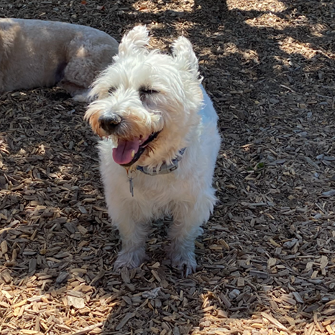 DoodCrew's tweet photo. "This is my happy place!" ~Baxter
#doodcrew #dog #dogs #pets #petstagram #goldendoodle #bestdog #dogsoftwitter #pawsup #westie #happy #smile #WednesdayVibes https://t.co/1vKmXP32SR