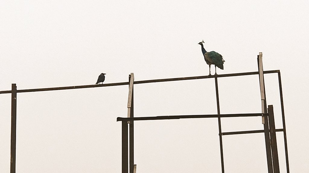 thehybridrunner's tweet photo. #MorningGlory #running didn't happen due2 high #AQI level instead did #run #walkitout cos #RunningMan #discipline rule
#Runaway
#runner
#runchat
#DelhiPollution
#delhiairpollution
#DelhiAirQuality
#walker
#Runmachine
#RUNBTSep112
#runfit
#runon
#fitnessaddict
#fitfam https://t.co/nlcCZKlqmx