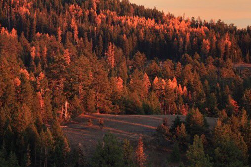 ForestServiceNW's tweet photo. “There are moments when all anxiety &amp; stated toil are becalmed in the infinite leisure &amp; repose of nature.”

—Henry David Thoreau https://t.co/Udgm22xu6D