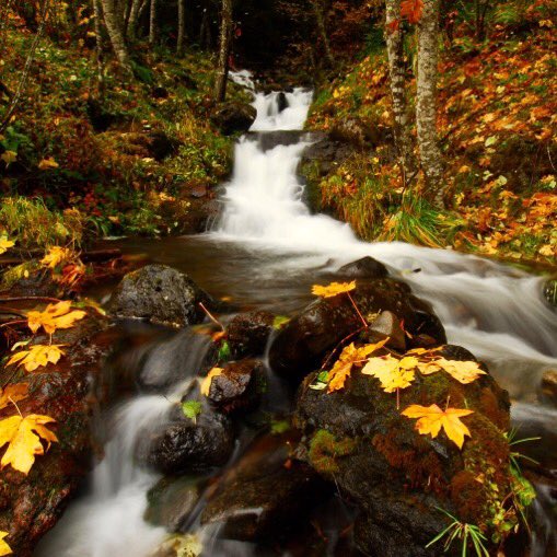 ForestServiceNW's tweet photo. “There are moments when all anxiety &amp; stated toil are becalmed in the infinite leisure &amp; repose of nature.”

—Henry David Thoreau https://t.co/Udgm22xu6D