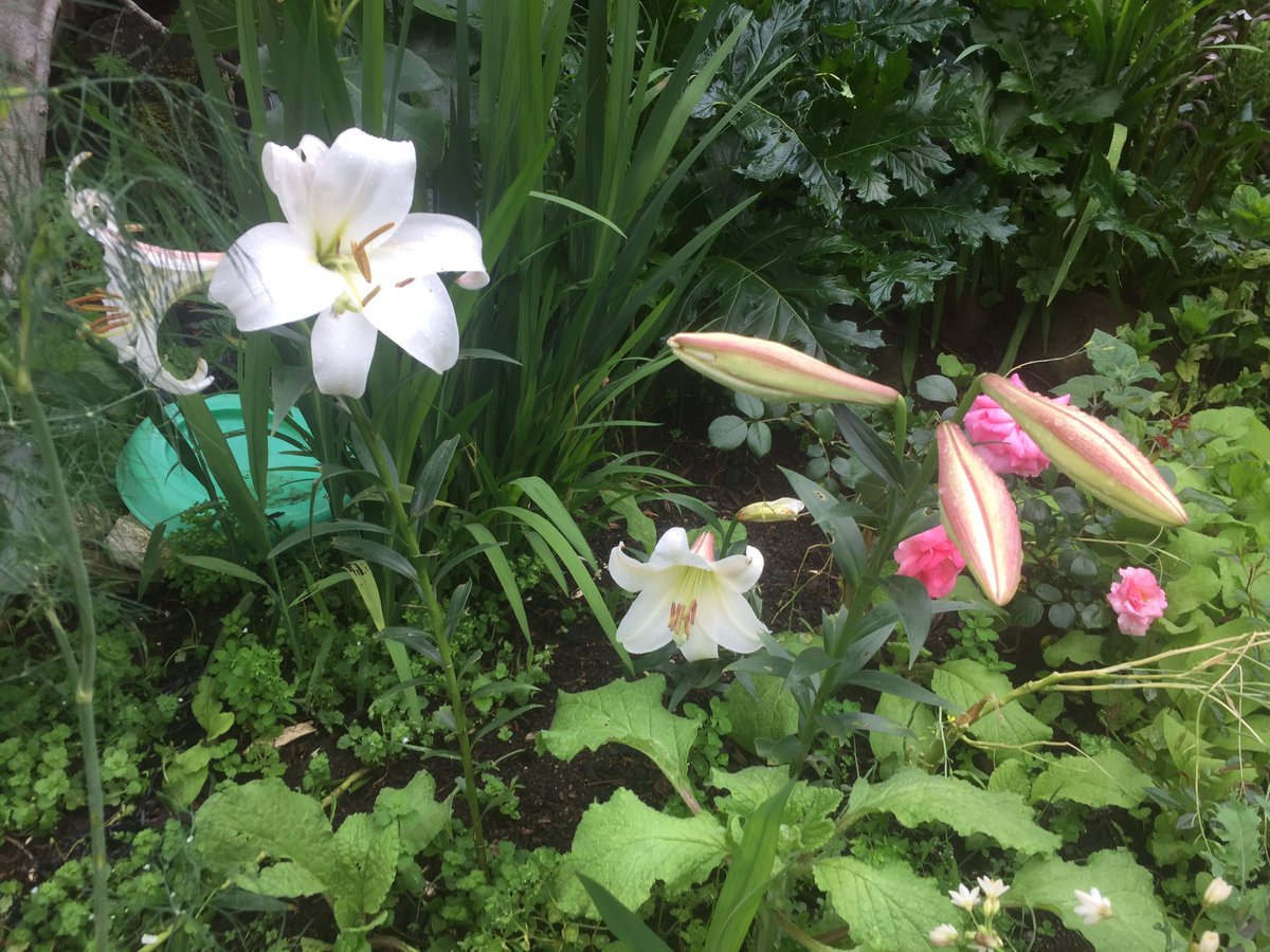 Emal1's tweet photo. Well being is gardening. #TeacherWellbeingSelfCare #garden_walk #timeout https://t.co/eQpA6MBPYB