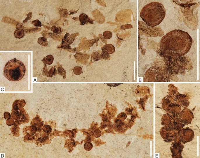 PalaeoPittman's tweet photo. Paper @SciReports w/ #GMayr @TomKaye_ #CPott https://t.co/k4hnI6eGgX Ovarian follicles of some #enantiornithines resemble #Jehol Biota plant propagules while those of confuciusornithid #Eoconfuciusornis are inconsistent w/ #LSF data @hku_science @dinoecosystems #birds #fossils https://t.co/S2dqpE6WCY