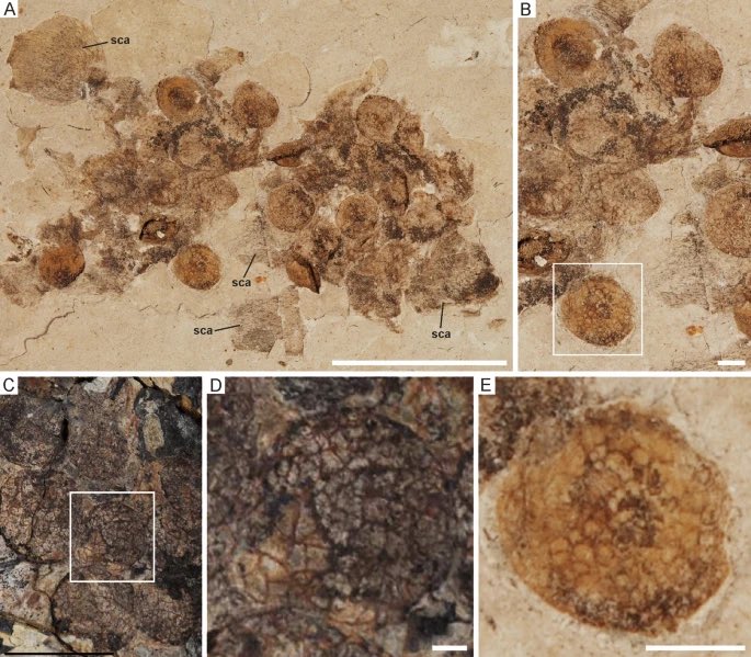 PalaeoPittman's tweet photo. Paper @SciReports w/ #GMayr @TomKaye_ #CPott https://t.co/k4hnI6eGgX Ovarian follicles of some #enantiornithines resemble #Jehol Biota plant propagules while those of confuciusornithid #Eoconfuciusornis are inconsistent w/ #LSF data @hku_science @dinoecosystems #birds #fossils https://t.co/S2dqpE6WCY