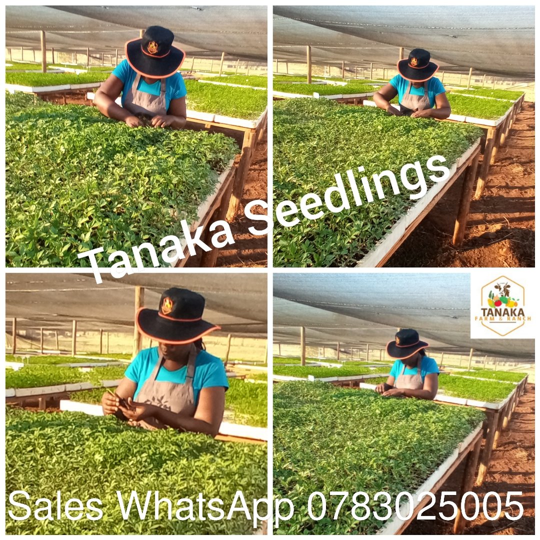 Never start a business/farm project assuming that your friends, family, workmate's will buy from you. You will be very disappointed. Start your project because you have done research on markets, need & you are willing to put in the time. Its not a race, pace yourself #farming