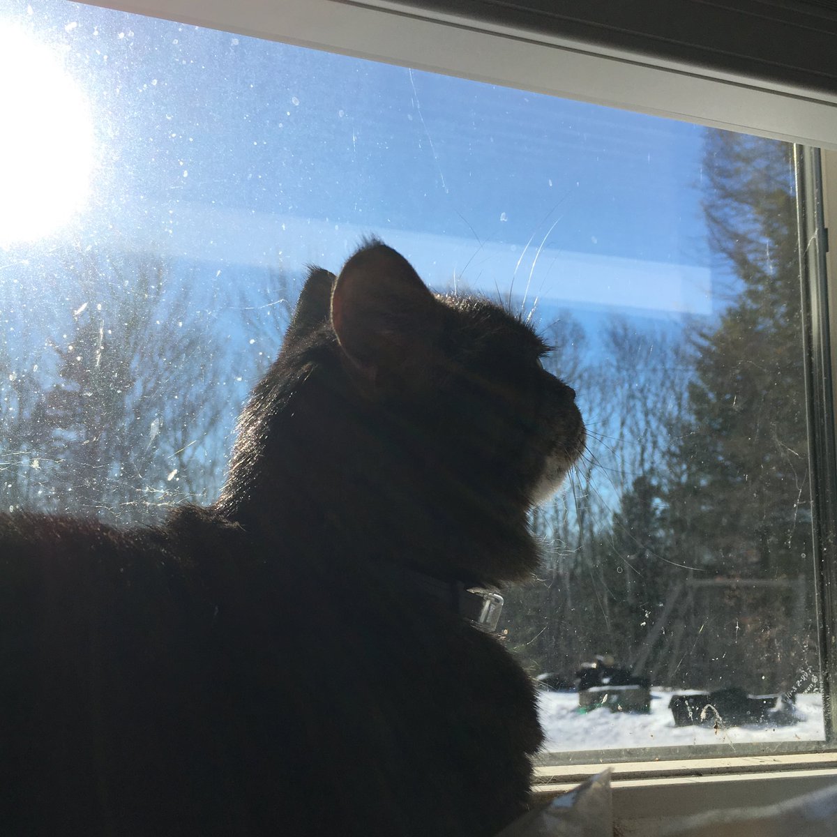 CobournJodi's tweet photo. Day 33 of #365daysofharley 
.
#harley #perfectbeing #resteasy #mygirl #catsoftwitter #cats #prettiestkitty #sunshinegirl #soulcat #firstborn #iloveyousomuch #imissyousomuch https://t.co/KUo25mv2UF