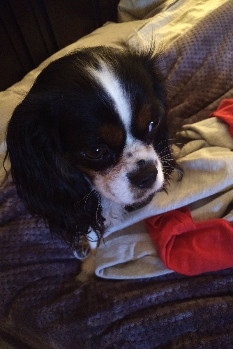 Henry snoozes through election coverage but see what happens when a documentary on dogs hits the screen.
