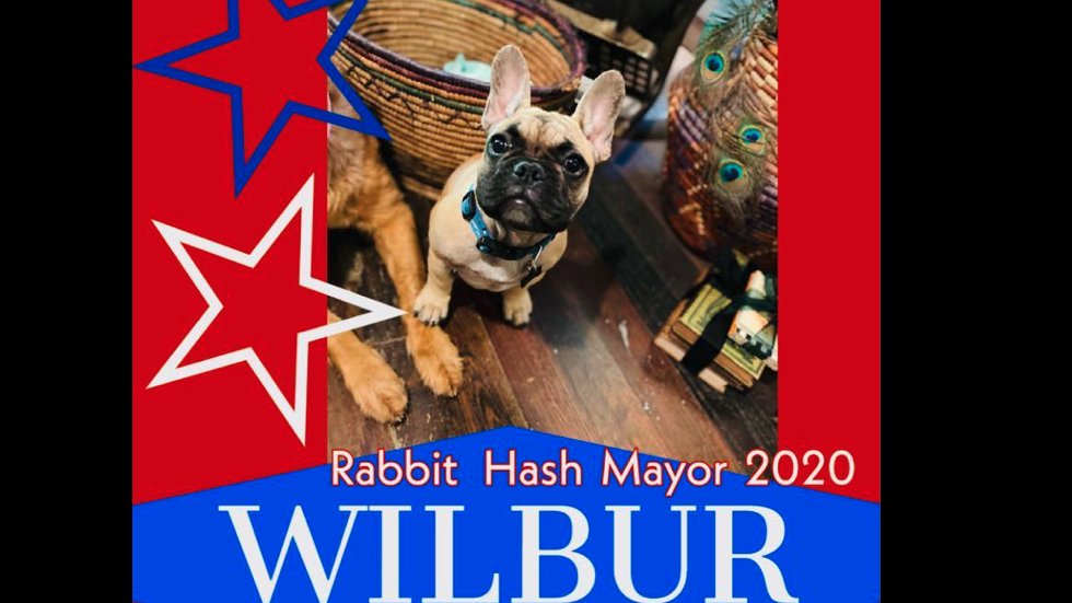 thehill's tweet photo. French bulldog Wilbur Beast wins mayoral race in Kentucky https://t.co/lqlKCaGMP2 https://t.co/GP7FDE3SBY