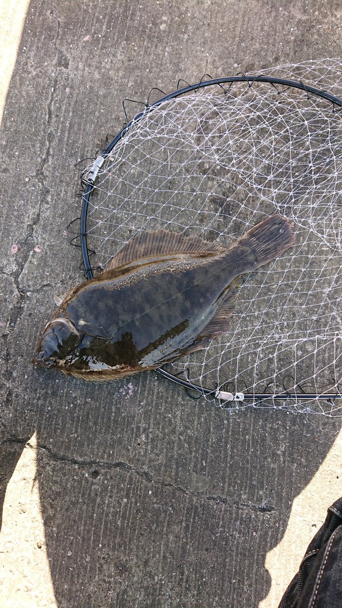masa_0_0's tweet photo. カレイって寒い時に釣れるイメージあったけど東京湾奥で40cm近いのが2匹も釣れた(^O^) https://t.co/K2BwdkAIeC