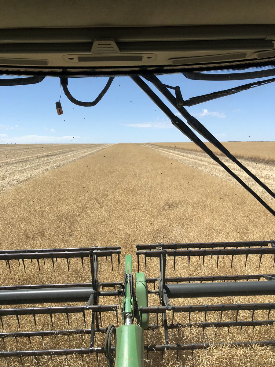 StuartWilson02's tweet photo. Back into it before the next rain comes this evening. #harvest2020 
Anyone running vario fronts in cereals? How do they go? https://t.co/YgtpZHkh78