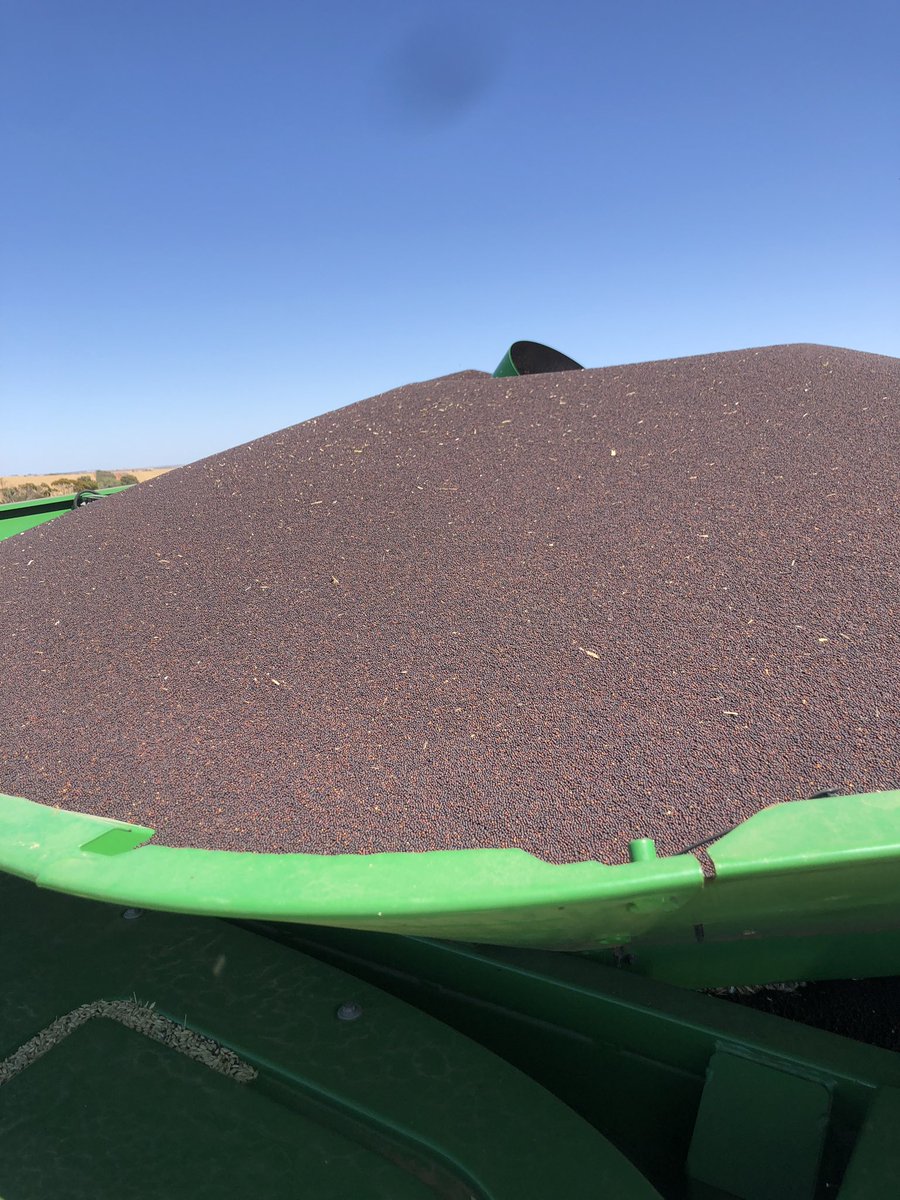 StuartWilson02's tweet photo. Back into it before the next rain comes this evening. #harvest2020 
Anyone running vario fronts in cereals? How do they go? https://t.co/YgtpZHkh78