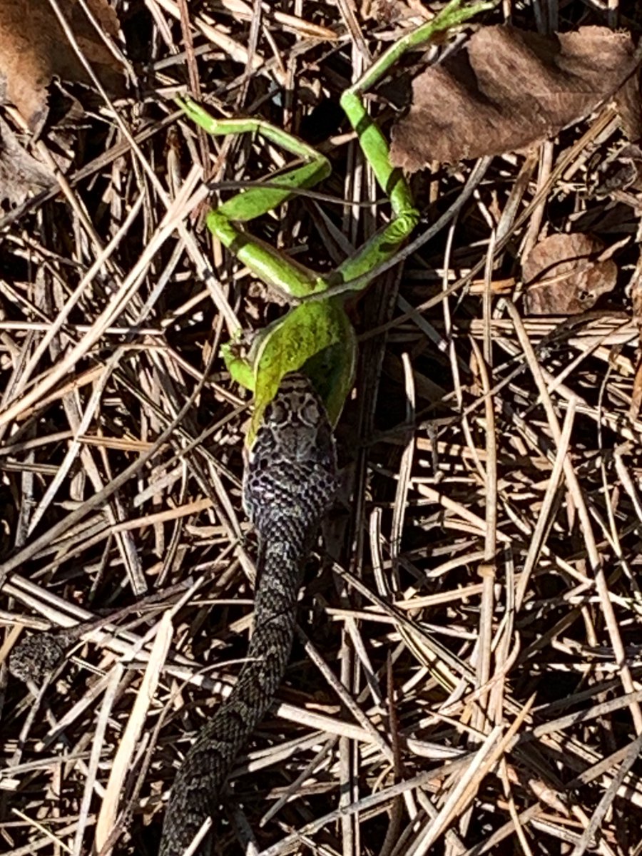 fxdeluca's tweet photo. This frog knows how @NCDemParty felt on #ElectionNight2020 #ncpol https://t.co/03TWvWyzLr