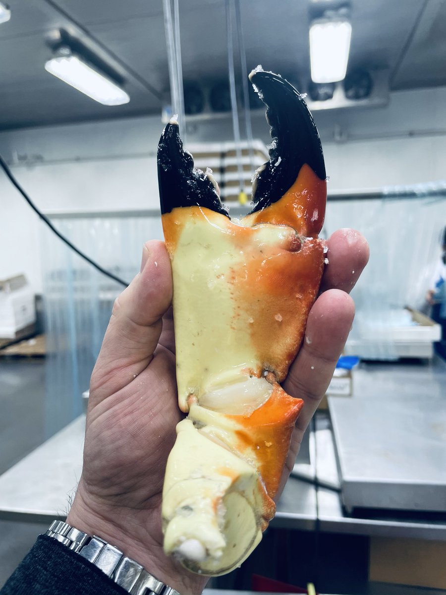 ChicagoFishDude's tweet photo. Big Sexy
.
.

 #eathealthy #staysafe #stayhealthy #freshseafood #freshfish #fishmonger #🍣 #rawseafood #chicagodining #eaterchicago #supremelobster #foodporn #foodie #rawoysters #fuckthatsdelicious #food #foodphotography #sashimi #cheflife #chefsofinstagram #chefslife #instachef https://t.co/16fkK5KWAt