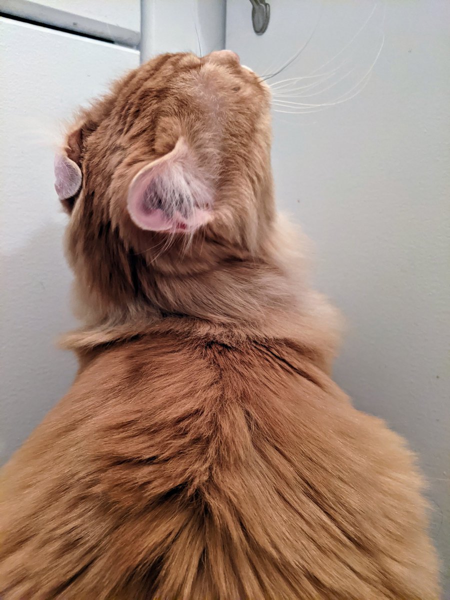 lindzgoss's tweet photo. Caddy hair progress pic😻😻 #itsalmostthere #Caddy #ginger #crinkleear #CatsOfTwitter #bootylicious https://t.co/WfsTiGxlkX