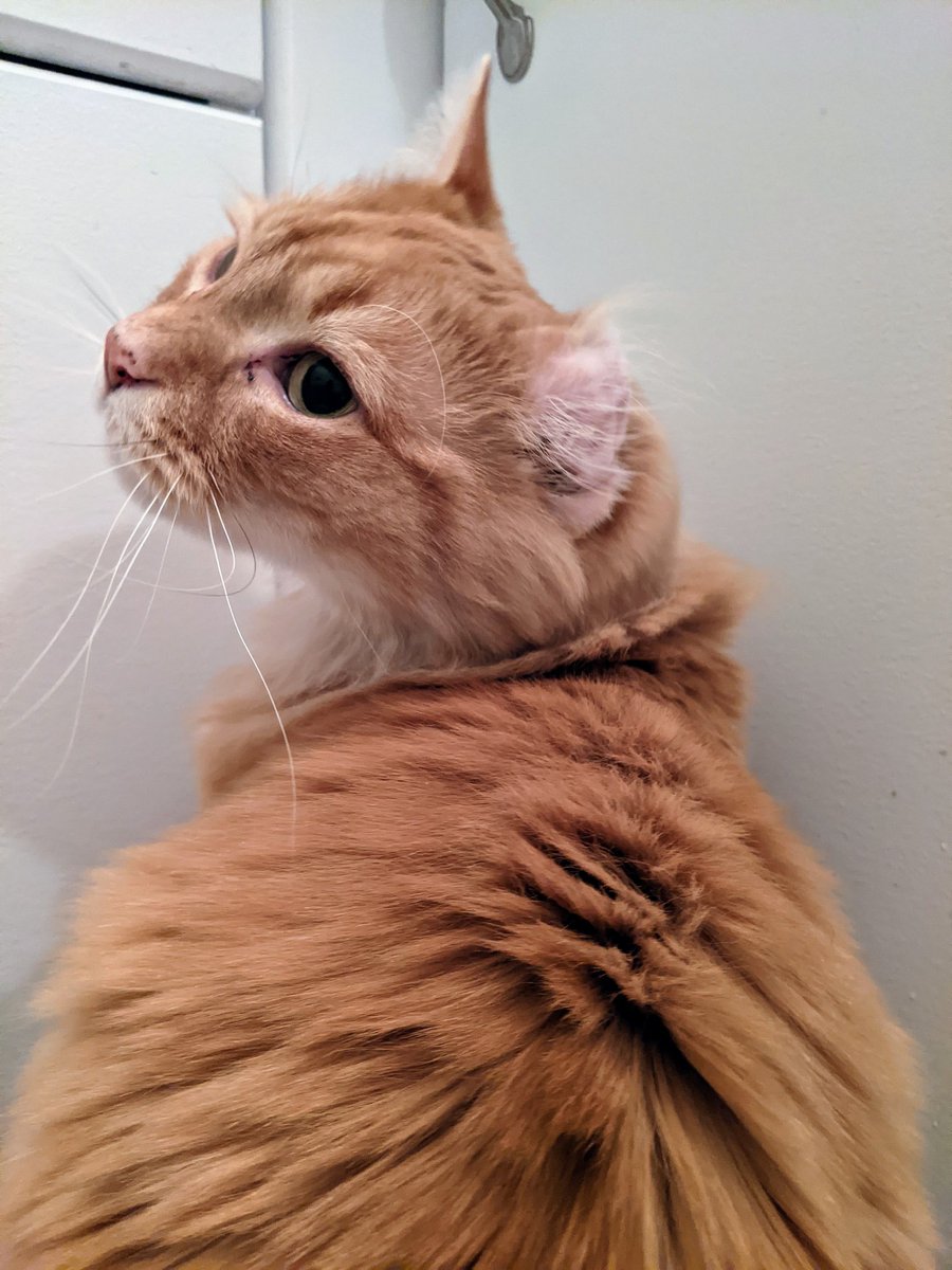 lindzgoss's tweet photo. Caddy hair progress pic😻😻 #itsalmostthere #Caddy #ginger #crinkleear #CatsOfTwitter #bootylicious https://t.co/WfsTiGxlkX