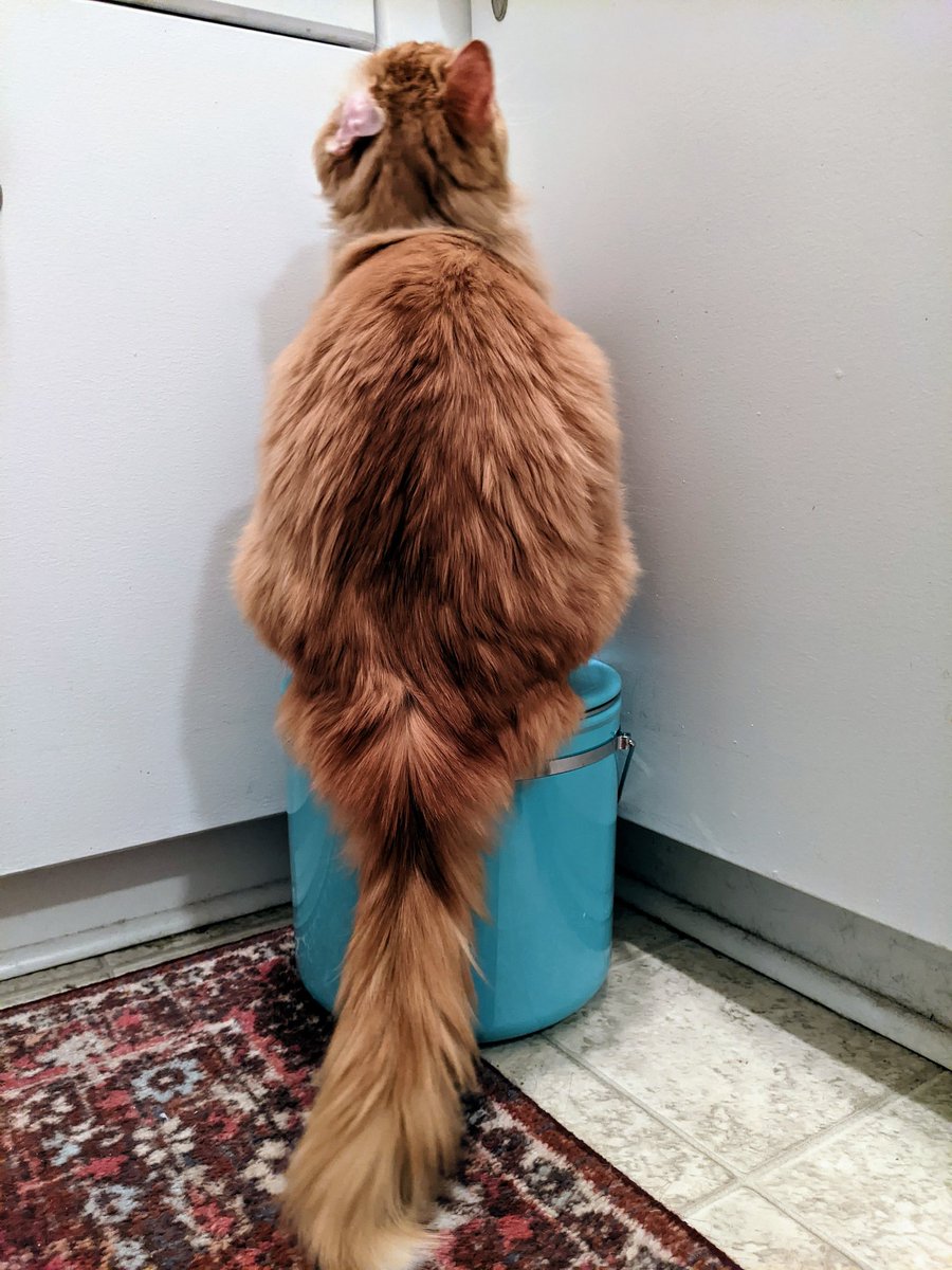 lindzgoss's tweet photo. Caddy hair progress pic😻😻 #itsalmostthere #Caddy #ginger #crinkleear #CatsOfTwitter #bootylicious https://t.co/WfsTiGxlkX
