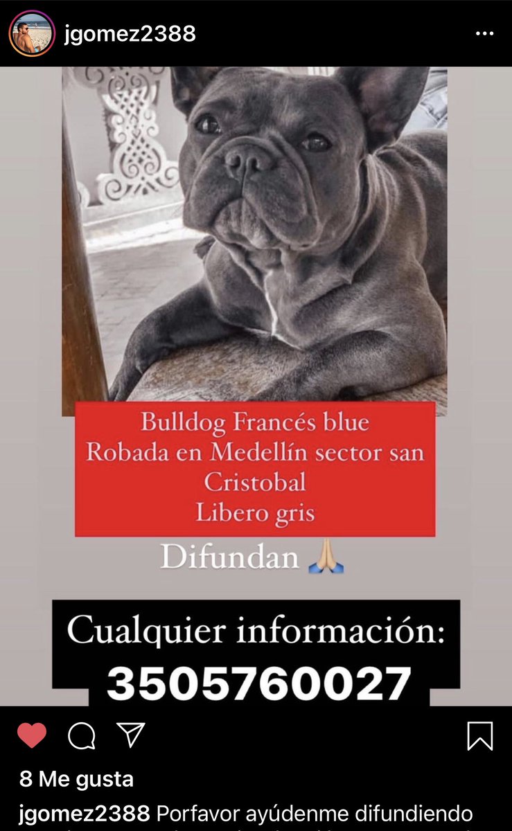 MedellinPues's tweet photo. #ServicioSocial se busca en #Medellín este #BullDogFrances robado. Info 350 5760027 https://t.co/ACC5qkt6RG