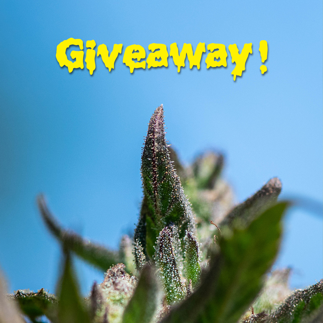 Terpinator's tweet photo. Want a chance to win 1 gallon jugs of both Terpinator AND Purpinator (2 JUGS TOTAL)! To enter, share what you've grown with Terp or Purp with the hashtag #TerpinatorGrown and tag/follow both @terpinatoroil and @purpinatoroil.

Winner announced this Friday, 11/6/2020! https://t.co/ri6rJR8xv5