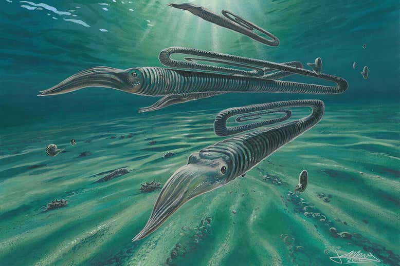 pourmecoffee's tweet photo. You'll have to forgive me, my love of weird fucking animals and school supplies have converged and I'm having a moment.

"Squid-like creature that looked like a giant paperclip lived 200 years" https://t.co/nY3Gd26DXU https://t.co/Fx1lx50KeR