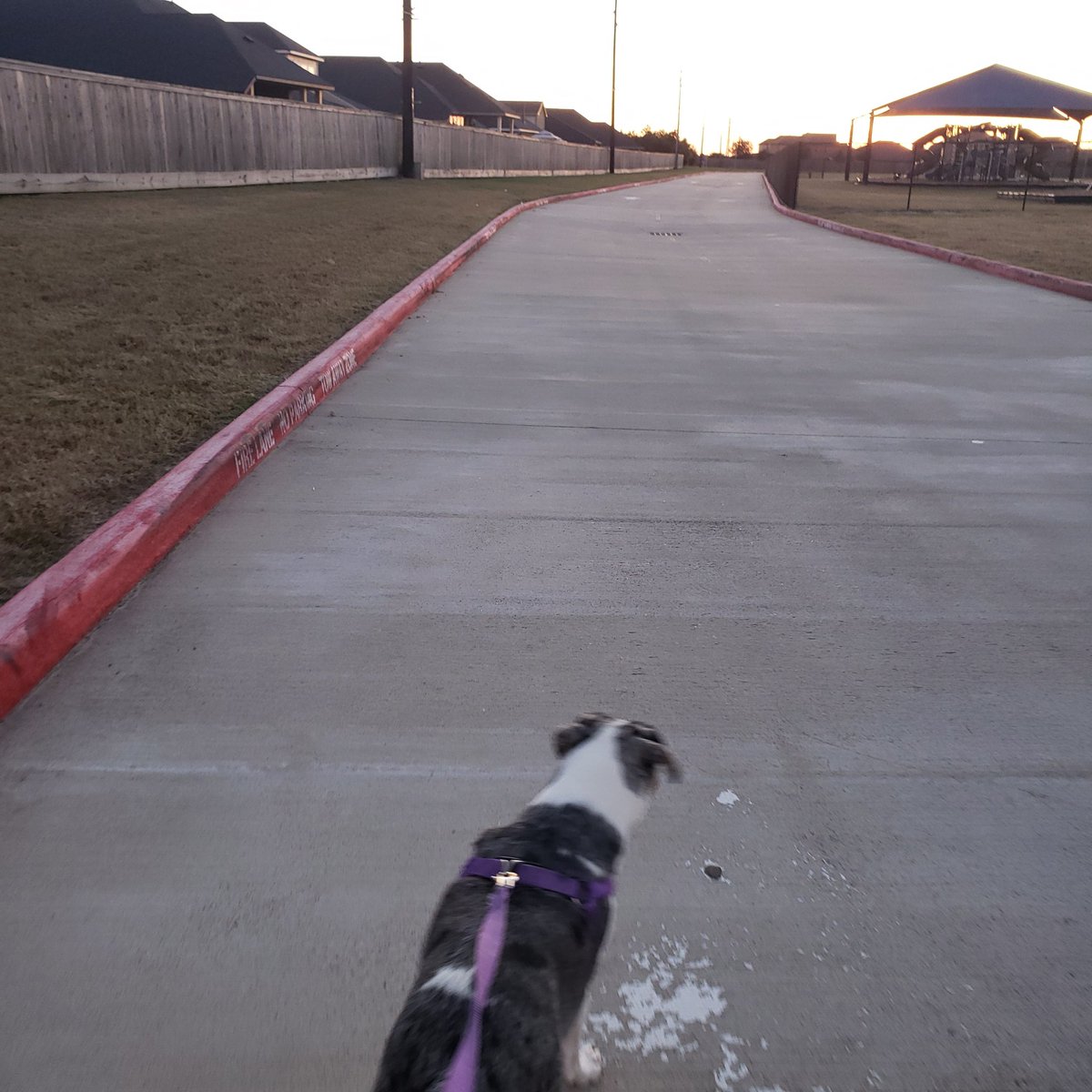 ErinLoosemore's tweet photo. Taking my 4 legged child on a walk this evening. #APESELFCARE https://t.co/uC1mBk8ysB