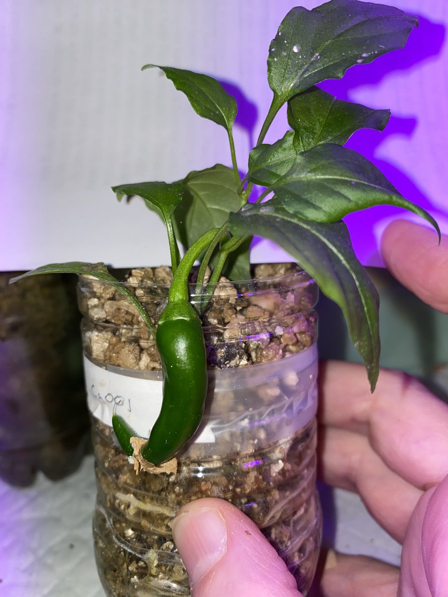 Michael Wilkinson tweet media