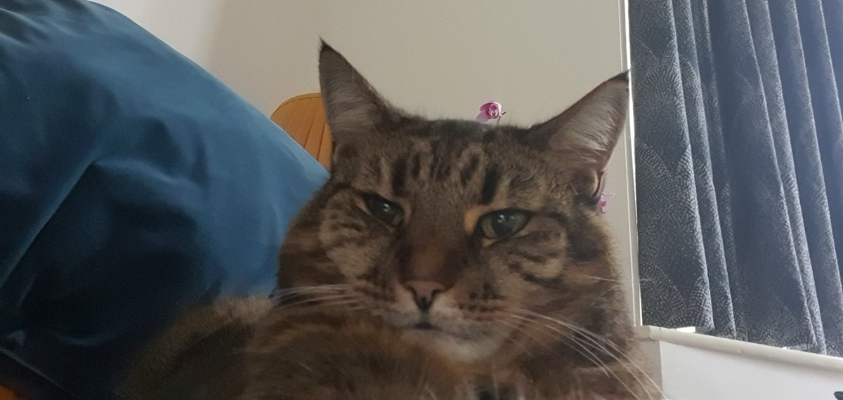 StellaBoo11's tweet photo. @PennyAndOllie Hellloooo. Welcome to #cattwit #kittytwitter https://t.co/PGb68GjeEp