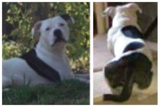 02Luna777's tweet photo. #Tinks #MISSING #STOLEN #Staffy Tinks is still missing 😪 someone knows what happend to tinks plz #TWEET https://t.co/vnodmAE7Zk