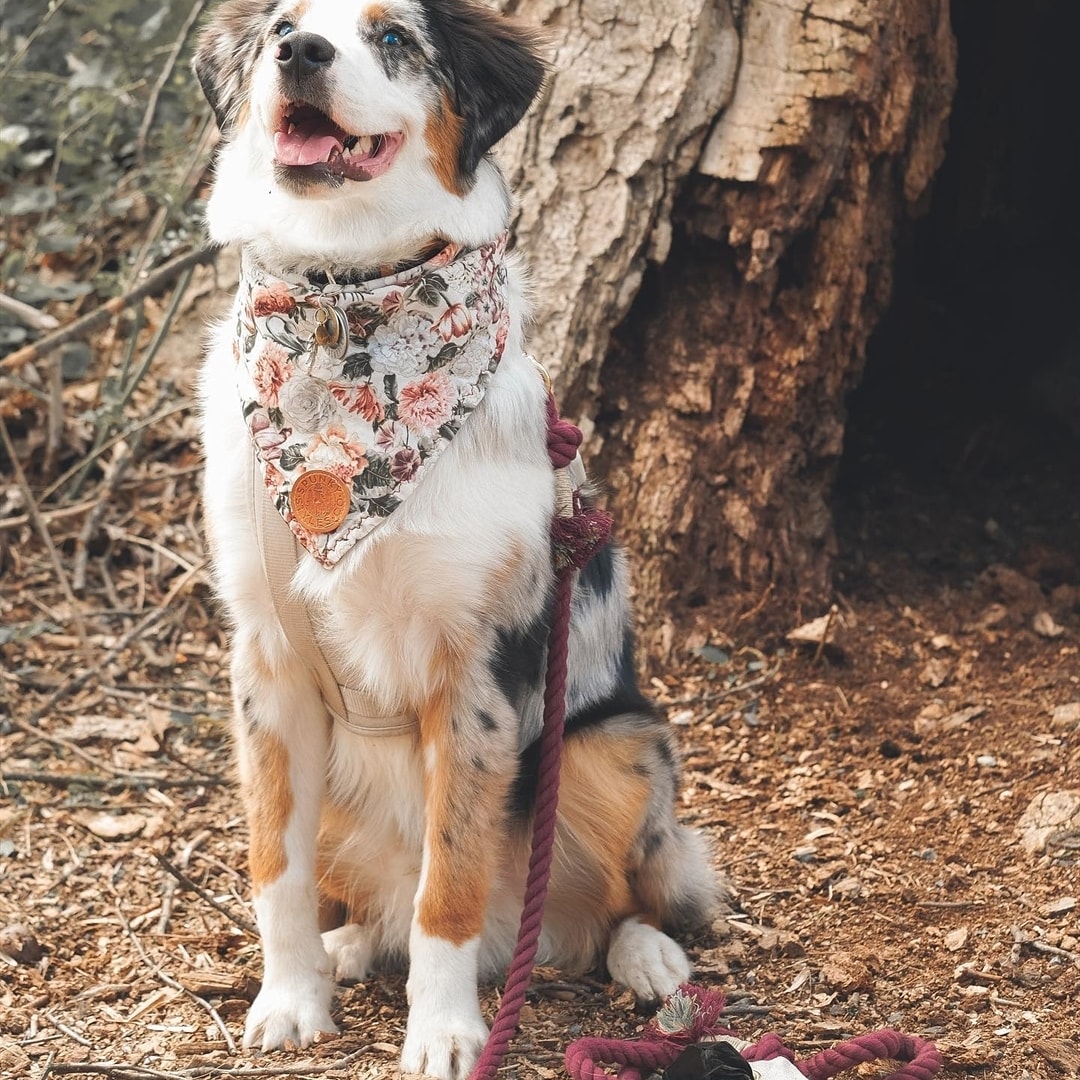 animalsmagblog's tweet photo. #australianshepherdworld #aussies #aussie_images #australianshepherdlove #aussie_world #aussienation #aussieshepherd #australianshepherd_feature #australianshepherds #australianshepherd #aussiemix #australianshepherdofinstagram #toyaussie #aussieoftheday #aussieofinstagram https://t.co/yWi2paCKda